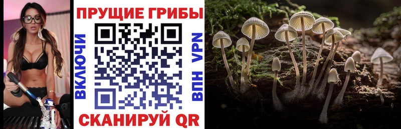 Галлюциногенные грибы Cubensis  хочу наркоту  Новочеркасск 